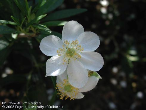 White flowers and leaves of bush anemone, <I>Carpenteria californica</I>.