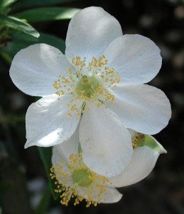 Flowers of bush anemone