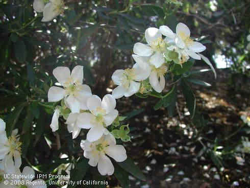 White flowers and leaves of bush anemone, <I>Carpenteria californica</I>.