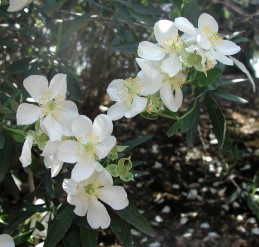 White flowers of bush anemone