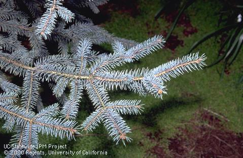 Colorado blue spruce needles on branchlets.