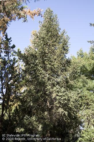 Fir tree, <I>Abies</I> sp.