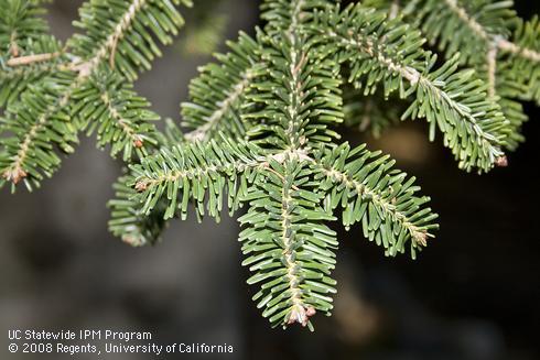 Foliage of fir tree, <I>Abies</I> sp.