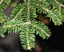 Foliage of fir tree