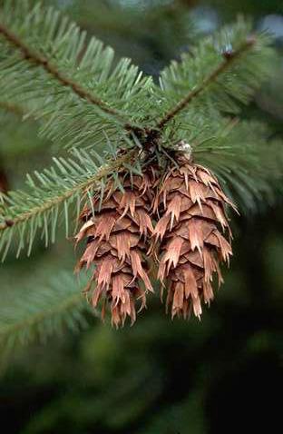 Branch and cones of Douglas fir.