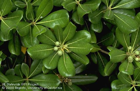 Pittosporum foliage and fruit.