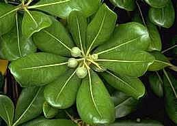 Leaves and berries