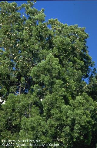 Fern pine or yew pine canopy.