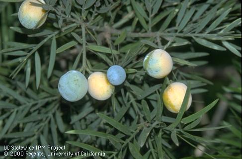 Bluish green and yellowish fruit of Fern pine or yew pine among leaves.