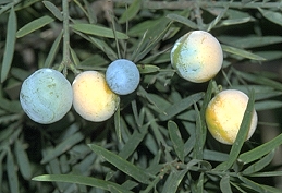 Fruit of Podocarpus