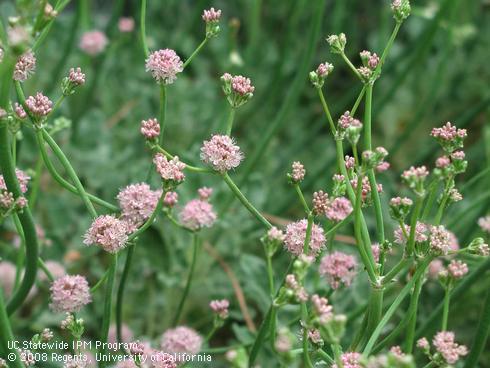 Flowers of San Miguel Island buckwheat, <I>Eriogonum grande</I> var. <I>rubescens</I>.