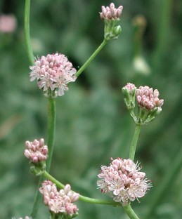 Flowers of buckwheat