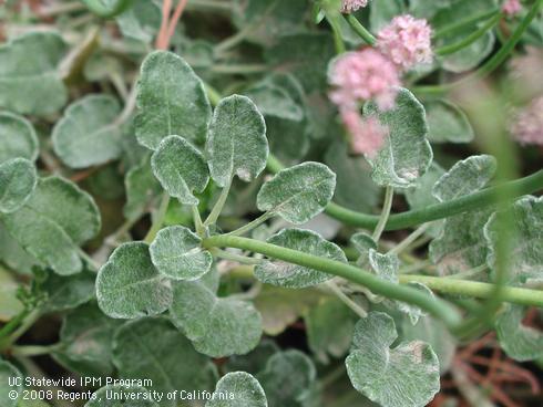 Foliage of San Miguel Island buckwheat, <I>Eriogonum grande</I> var. <I>rubescens</I>.