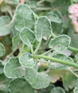 Foliage of buckwheat