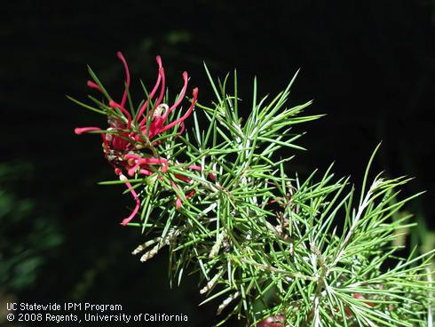 Flowers and foliage of scarlet sprite grevillea, <I>Grevillea rosmarinifolia</I> 'Scarlet Sprite'.