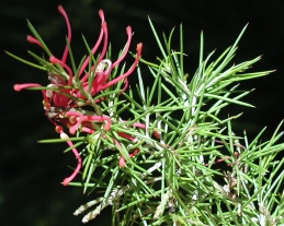 Foliage and flower of grevillea