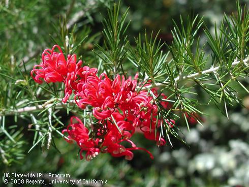 Flowers and foliage of scarlet sprite grevillea, <I>Grevillea rosmarinifolia</I> 'Scarlet Sprite'.