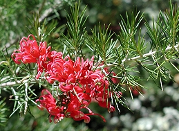 Flower of grevillea