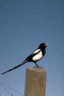 Adult yellow-billed magpie.