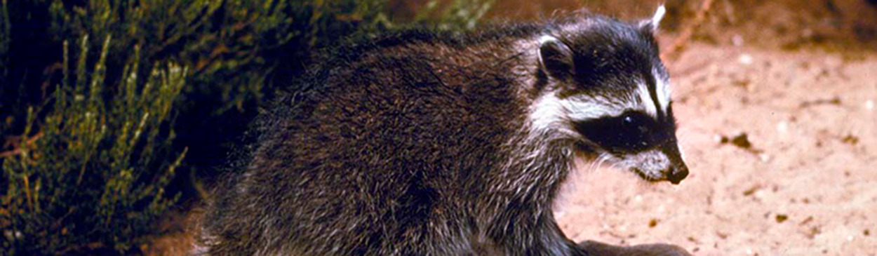 Do Fisher Cats Eat Raccoons