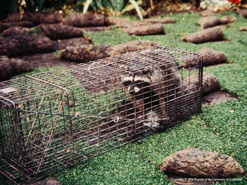 Raccoon trap.