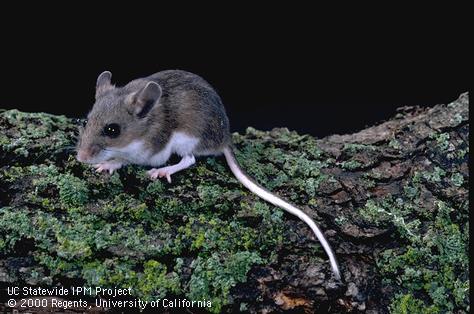 The deer mouse is sometimes found in homes and outbuildings and is a vector reservoir of the rare but deadly Sin Nombre hantavirus.