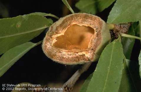 A deer mouse has chewed open this almond and removed its nut meat.