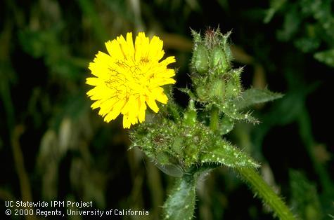 Flower of bristly oxtongue, <I>Picris echioides</I><TT>.</TT>.