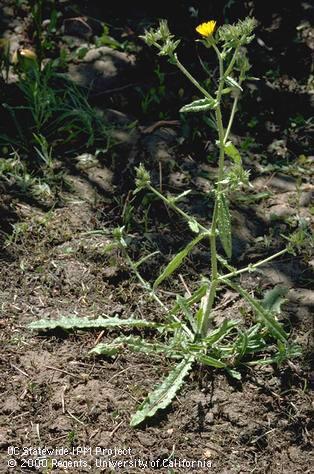 Mature plant of bristly oxtongue.