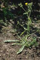 Bristly oxtongue