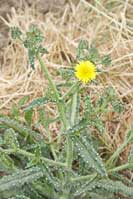 Bristly oxtongue