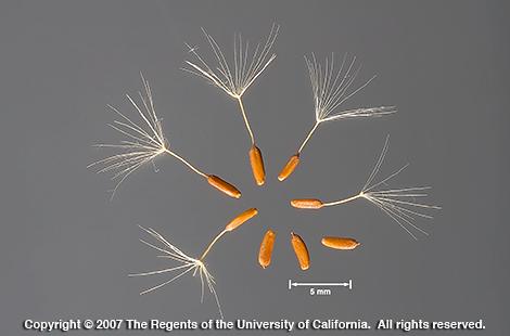 Bristly oxtongue, <I>Picris echioides,</I> seeds.  