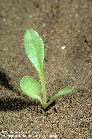 Seedling of bristly oxtongue.
