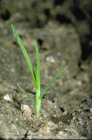 Seedling of annual bluegrass.