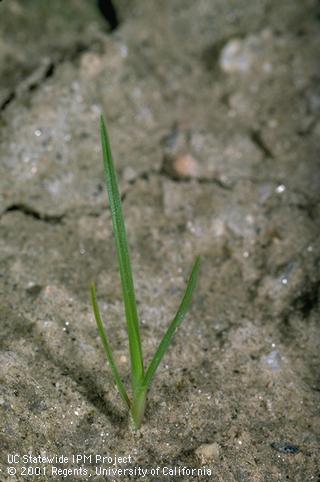 Seedling of annual bluegrass.