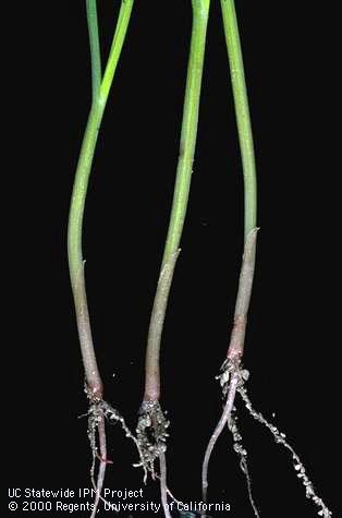 Canarygrass, <I>Phalaris canariensis</I><TT>.</TT>.