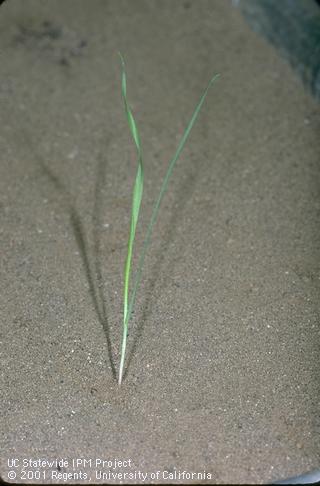 Seedling of canarygrass.