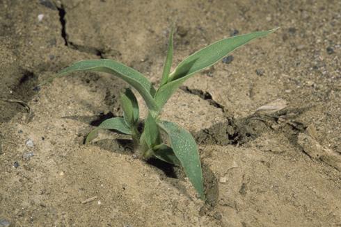 Seedling of witchgrass, <I>Panicum capillare.</I>  .