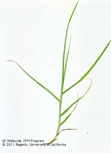 Long, pointed leaves of kikuyugrass, <i>Pennisetum clandestinum,</i> from unmowed turf.