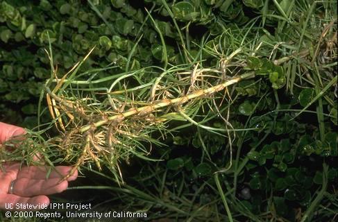 Kikuyugrass stolons growing from Natal plum shrubs.