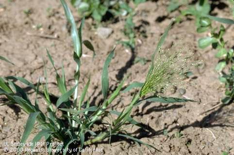 Mature plant of fall panicum, smooth witchgrass.