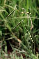 Dallisgrass