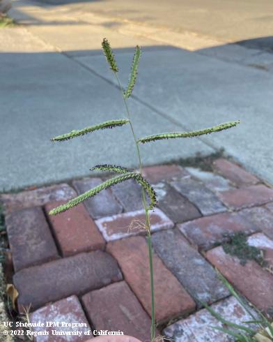 Inflorescence of dallisgrass, <i>Paspalum dilatatum</i>.