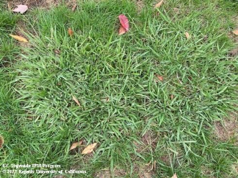 Mature dallisgrass, <i>Paspalum dilatatum</i>, invading turf.