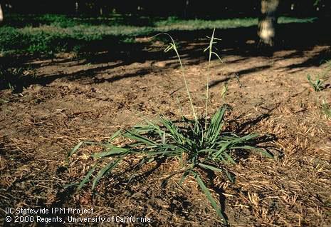 Mature plant of dallisgrass.