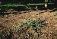 Mature dallisgrass plant.