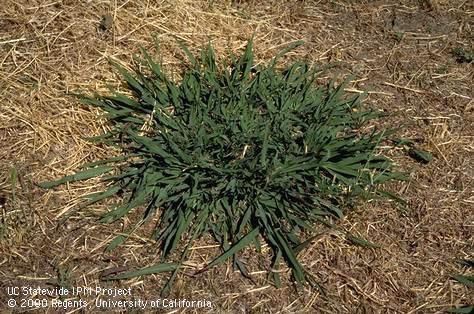 Mature plant of dallisgrass, <I>Paspalum dilatatum</I><TT>.</TT>.