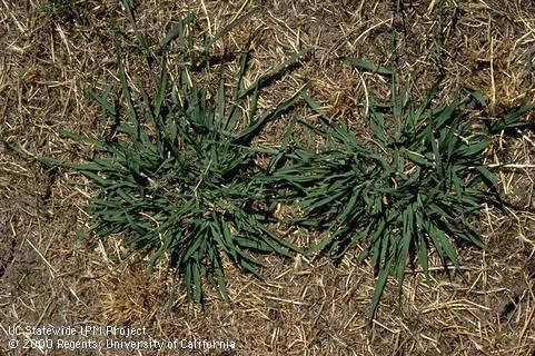 Mature plant of dallisgrass.