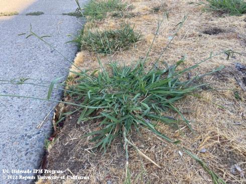 Mature plant of dallisgrass, <i>Paspalum dilatatum</>.