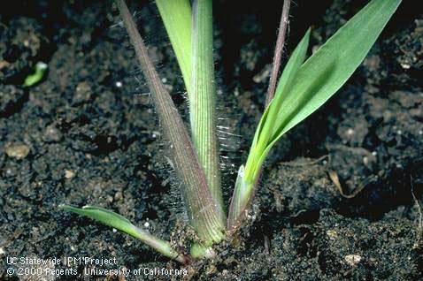 Key characteristic of dallisgrass.